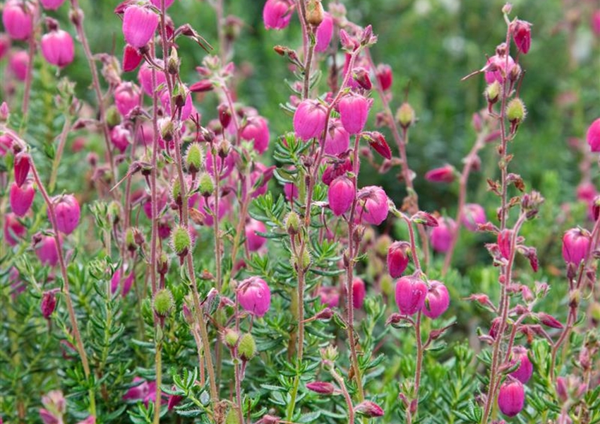 Irische Heide pink Daboecia Cantabrica
