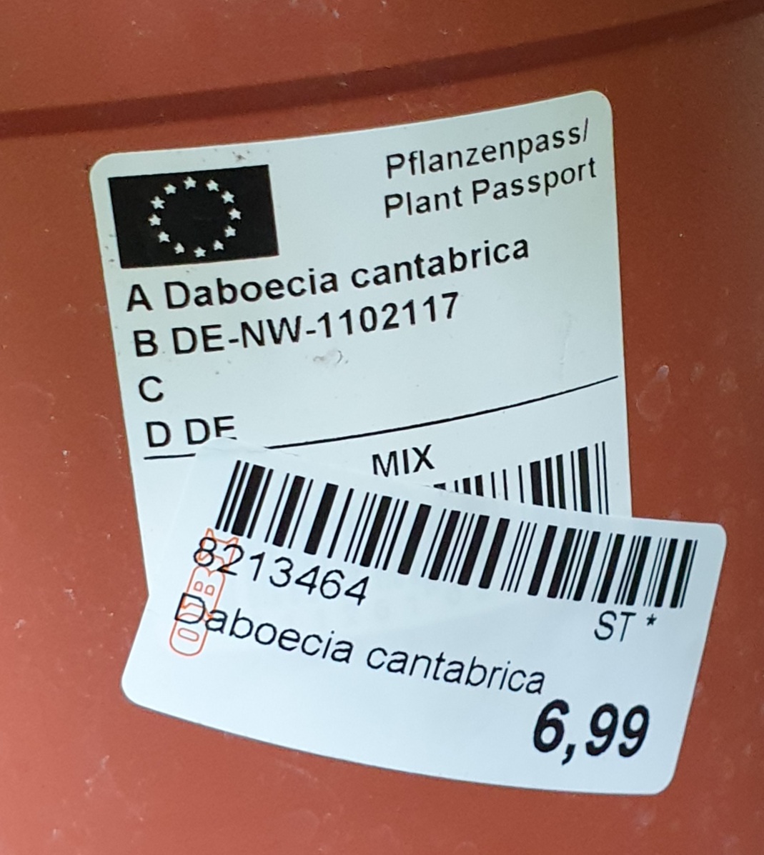 Irische Heide Daboecia Cantabrica weiss pink Schild