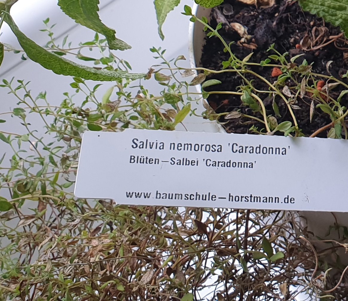 Salvia Nemorosa Caradonna Blüten Salbei Schild